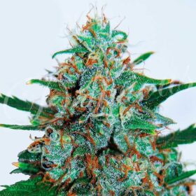 Critical Neville Haze Auto Delicious Seeds