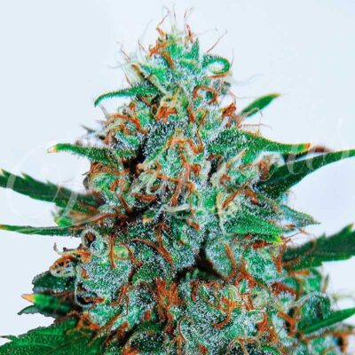Critical Neville Haze Auto Delicious Seeds