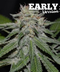Critical Neville Haze Early Version Delicious Seeds
