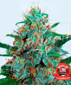 Critical Neville Haze Regular Auto Delicious Seeds