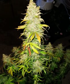 Critical Orange Punch Dutch Passion Seeds