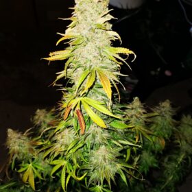 Critical Orange Punch Dutch Passion Seeds