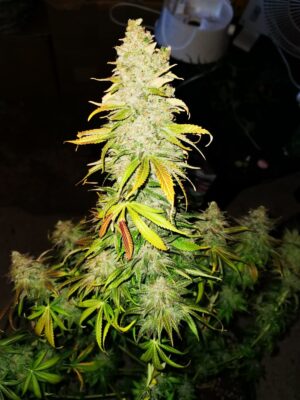 Critical Orange Punch Dutch Passion Seeds
