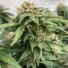 Critical Regular Royal Queen Seeds