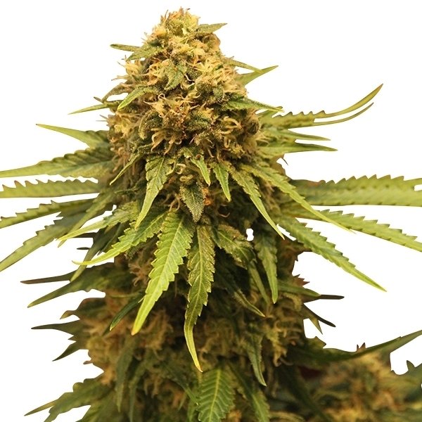 Critical Royal Queen Seeds