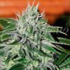 Critical Jack Herer Delicious Seeds