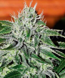 Critical Jack Herer Delicious Seeds