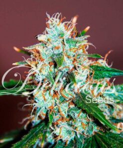 Critical Neville Haze 2.0 Delicious Seeds