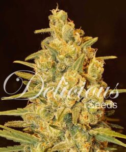 Critical Sensi Star Delicious Seeds