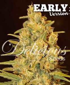 Critical Sensi Star Early Version Delicious Seeds
