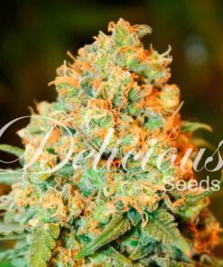 Critical Super Silver Haze Delicious Seeds