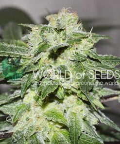Chronic Haze WorldOfSeeds