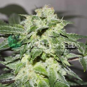 Chronic Haze WorldOfSeeds