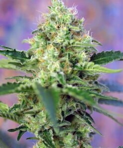 Crystal Candy Sweet Seeds