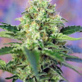 Crystal Candy Sweet Seeds