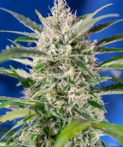 Crystal Candy Auto Sweet Seeds