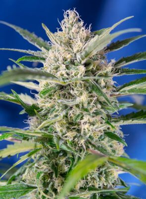 Crystal Candy Auto Sweet Seeds