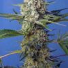 Crystal Candy Fast Sweet Seeds