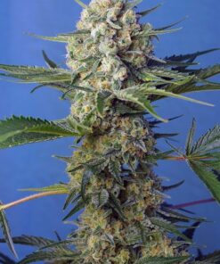 Crystal Candy Fast Sweet Seeds