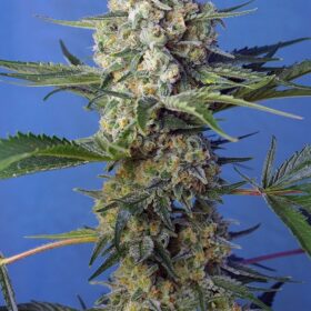 Crystal Candy Fast Sweet Seeds
