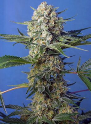 Crystal Candy Fast Sweet Seeds