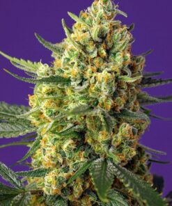 Crystal Candy XL Auto Sweet Seeds