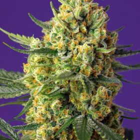 Crystal Candy XL Auto Sweet Seeds