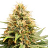Crystal White Kush SuperSativaSeedClub