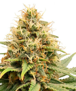 Crystal White Kush SuperSativaSeedClub