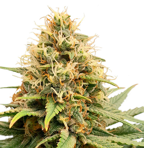 Crystal White Kush SuperSativaSeedClub