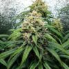 Dance World CBD Royal Queen Seeds
