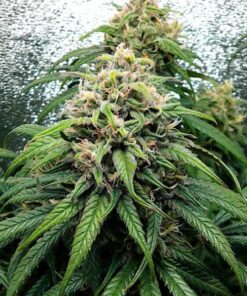Dance World CBD Royal Queen Seeds