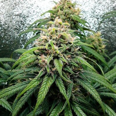 Dance World CBD Royal Queen Seeds