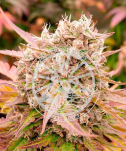 Dark Lemonade Auto Delicious Seeds