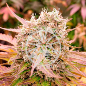 Dark Lemonade Auto Delicious Seeds