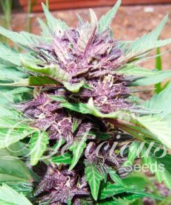 Dark Purple Auto Delicious Seeds