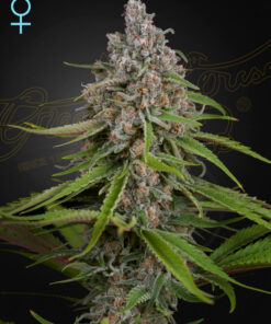 Deep Candy CBD Green House Seeds