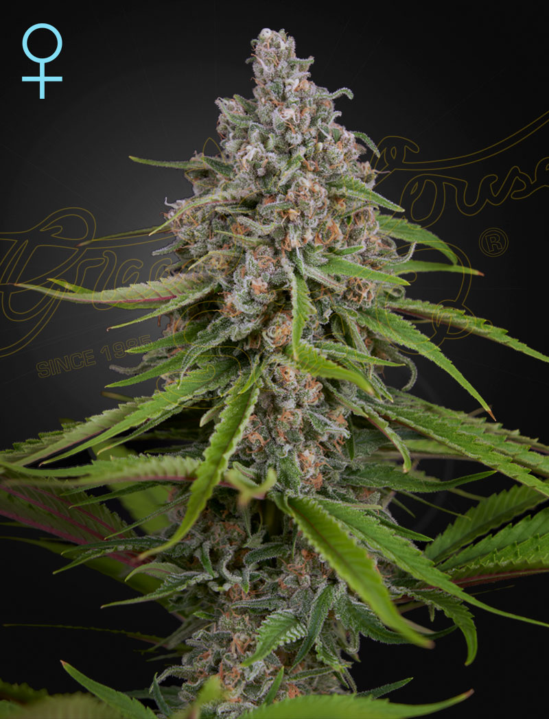 Deep Candy CBD Green House Seeds