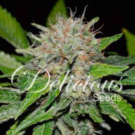 Deep Mandarine CBD Delicious Seeds