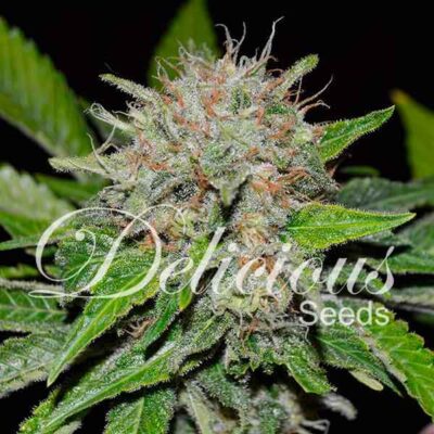 Deep Mandarine CBD Delicious Seeds