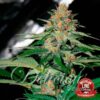 Delicious Candy Regular Delicious Seeds