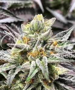 Delicious Cookies Delicious Seeds