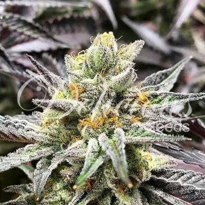 Delicious Cookies Delicious Seeds