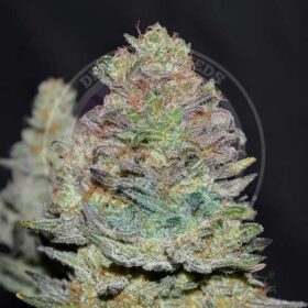 Delicious Cookies Auto Delicious Seeds