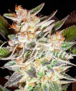 Delicious Candy Auto Delicious Seeds
