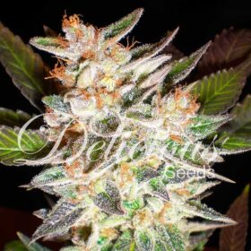 Delicious Candy Auto Delicious Seeds