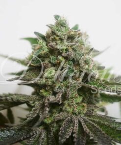 Delimed CBD Plus Delicious Seeds