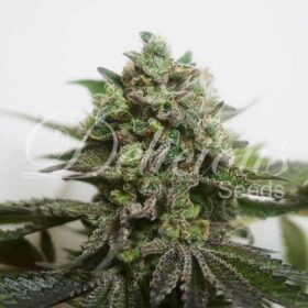 Delimed CBD Plus Delicious Seeds