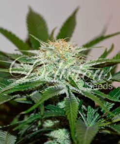 Descojack Delicious Seeds