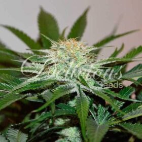 Descojack Delicious Seeds